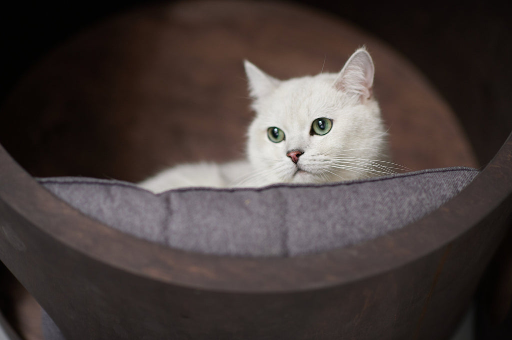 CatsJoys Round Wall-Mounted Cat House 5-size set official image 2