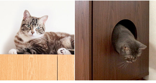 Galetta 猫の出入口