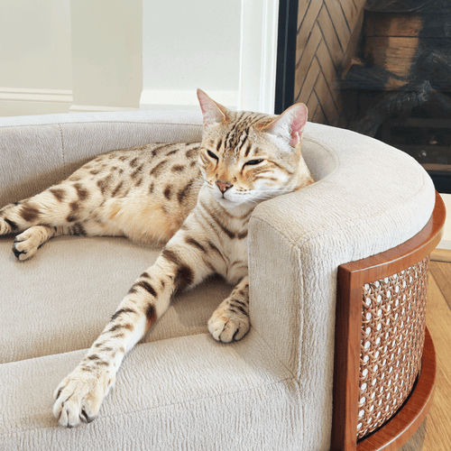 Gracie Rattan Pet Bed 猫 リラックスイメージ