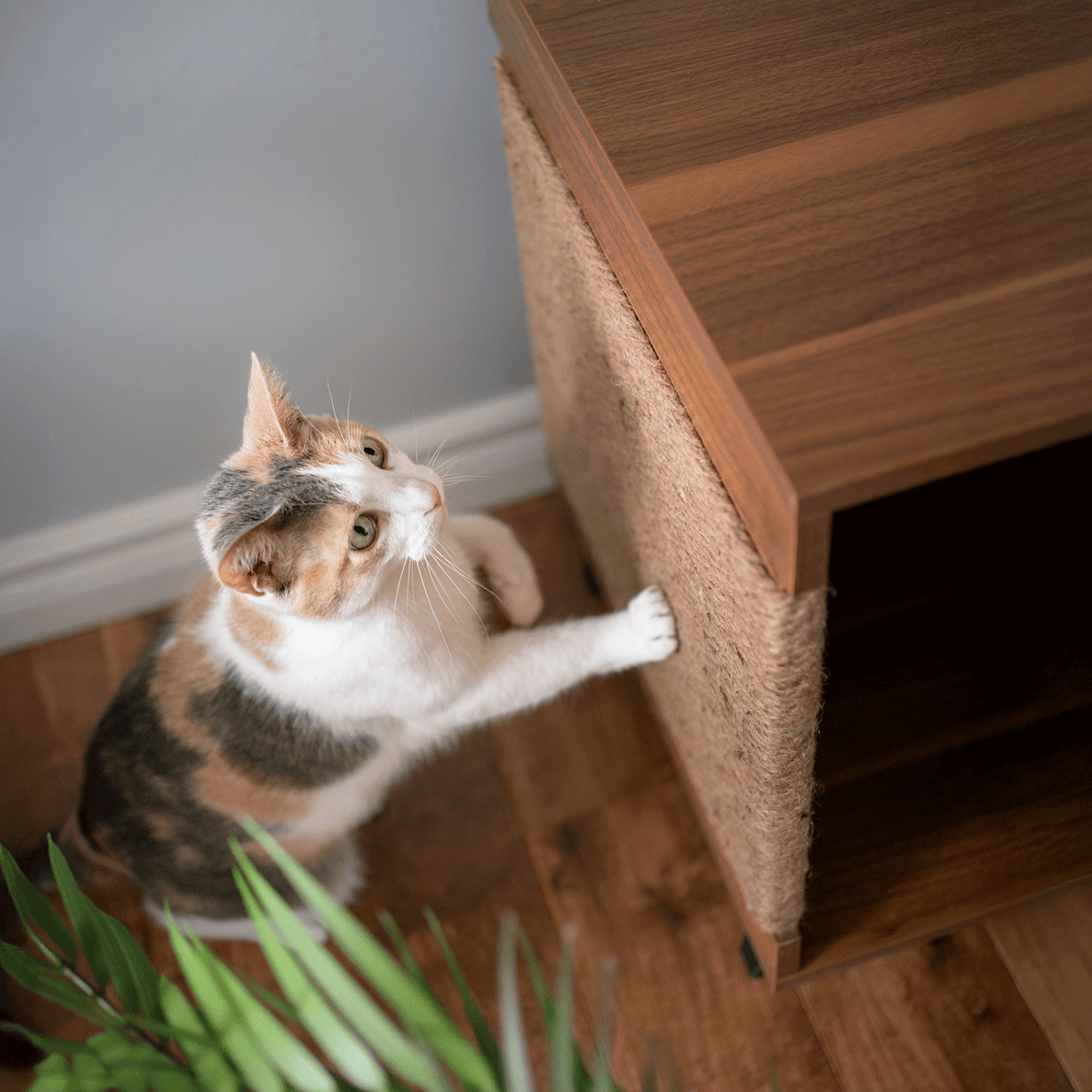 Jessie Litter Cabinet scratching panel with cat