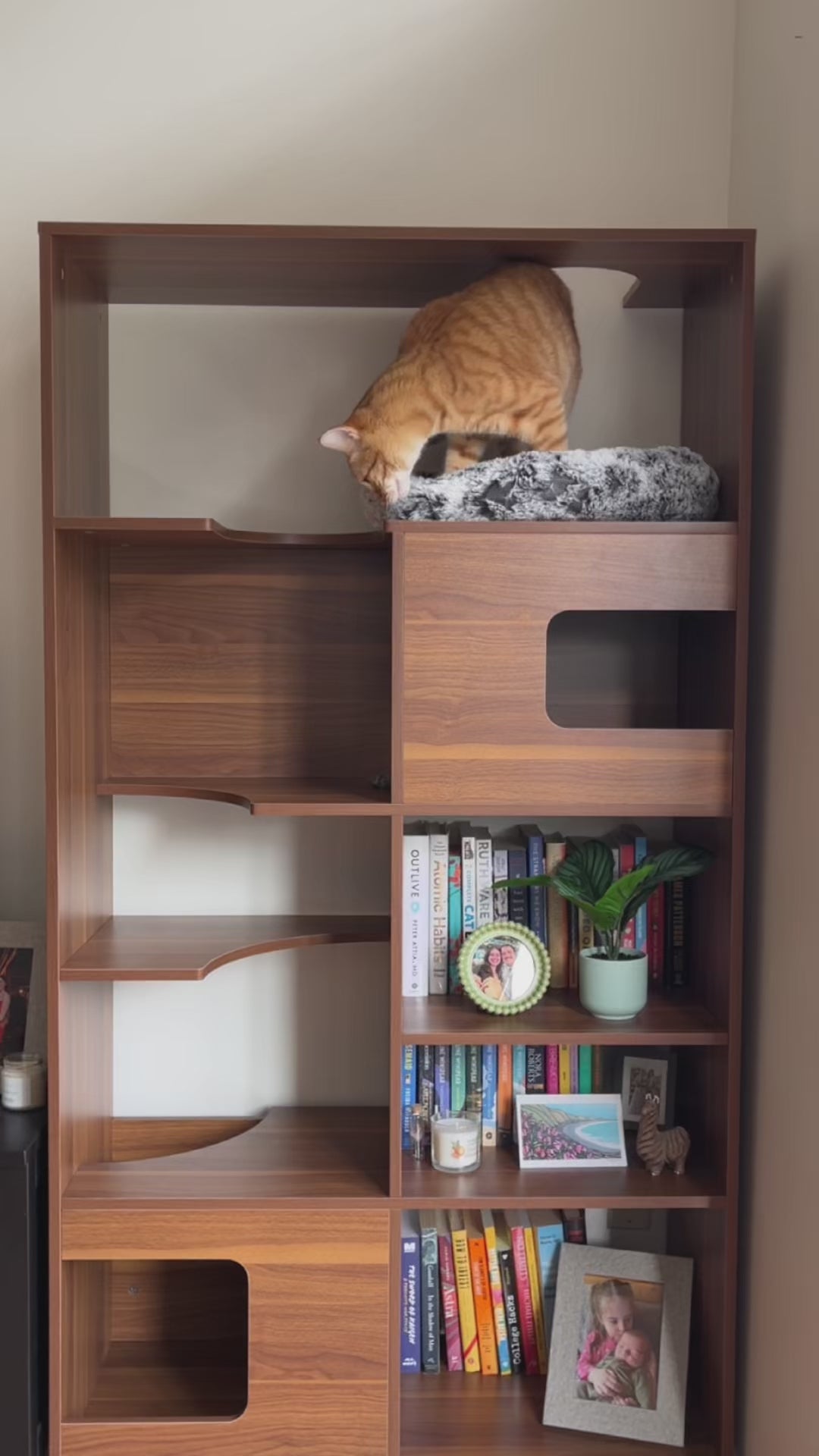Clifford Cat Tree Bookshelf｜本棚一体型キャットツリー