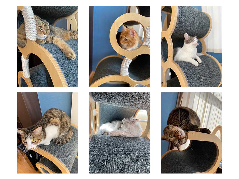 NECOCIA S-CAT 猫専門ペットホテルでの使用例